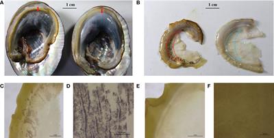 Genome-wide association and transcriptome studies reveal the segregation mechanism of mantle markings in three-way cross hybrid abalone
